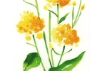 Other-2.jpg